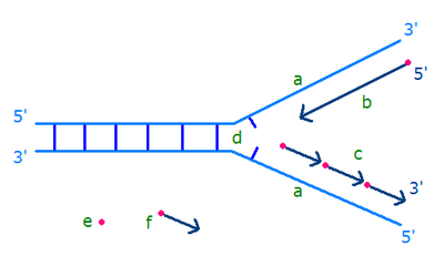 400px-DNA-Okazaki-Fragment-prelim.PNG