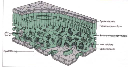 b-blatt-01.jpg