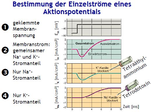 einzel.JPG