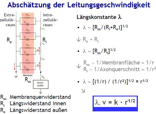 langs.JPG