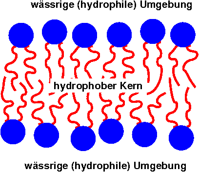 Lipid_bilayer_fluid.png