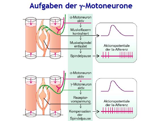 motoneuron.JPG