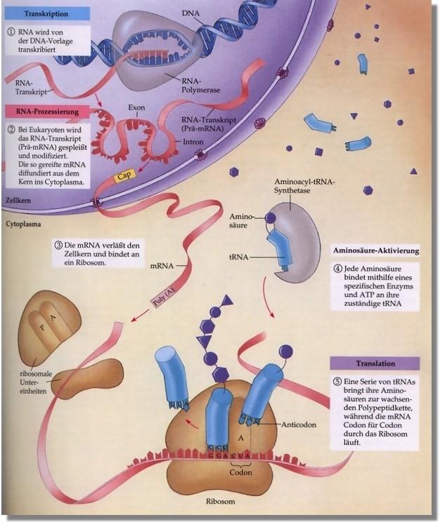protbio1.jpg