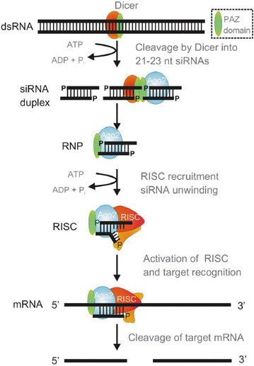 RNAinterferenz.gif
