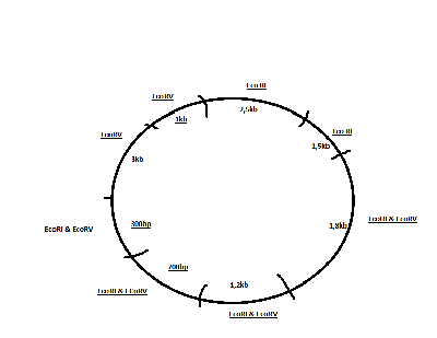 Plasmid mit Eco behandelt.png
