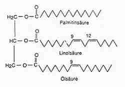 Triglycerid.jpg