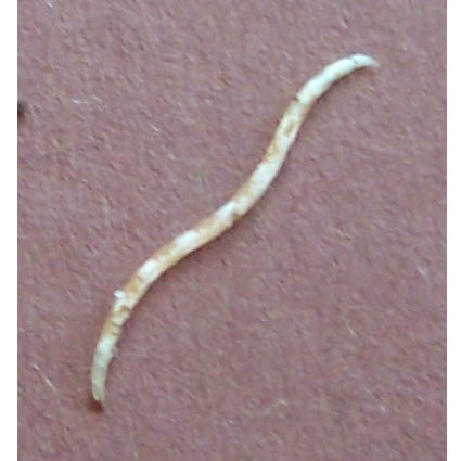 wurm2.jpg