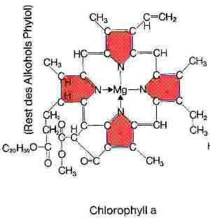 Chlorophyll.JPG