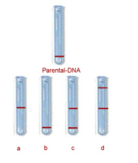 DNA-Replikation.jpg